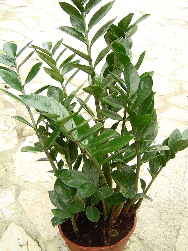 ZZ plant, a forgiving houseplant for travel gaps