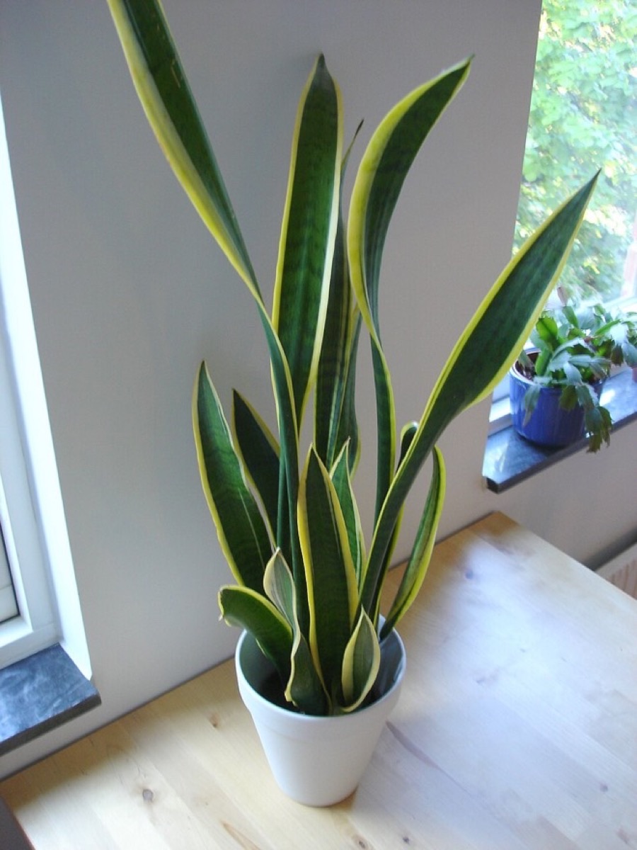 Snake plant in a white pot by a bright window