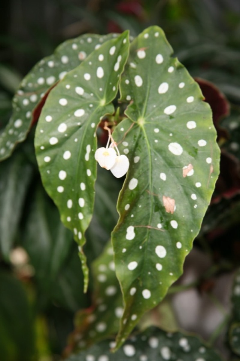 Close-up of begonia maculata leaves with silver spots