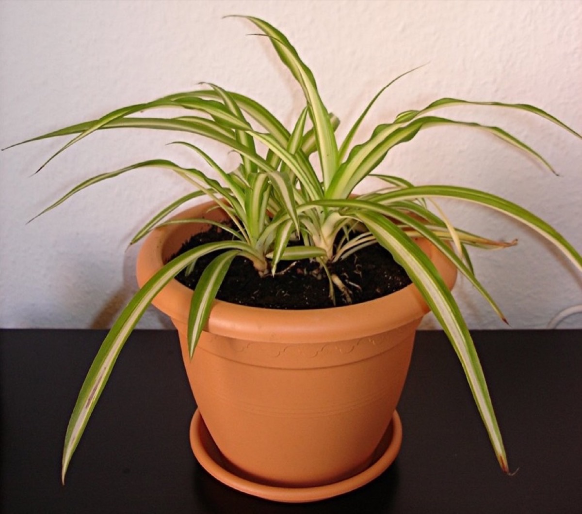 Spider plant in a terracotta pot on a table