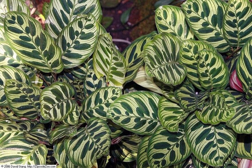 Detailed patterned calathea leaves for close inspection