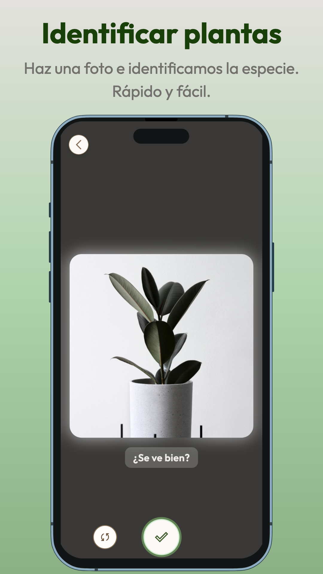 Captura de Planti: Identificar plantas
