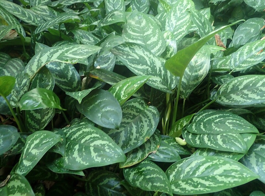 Red aglaonema