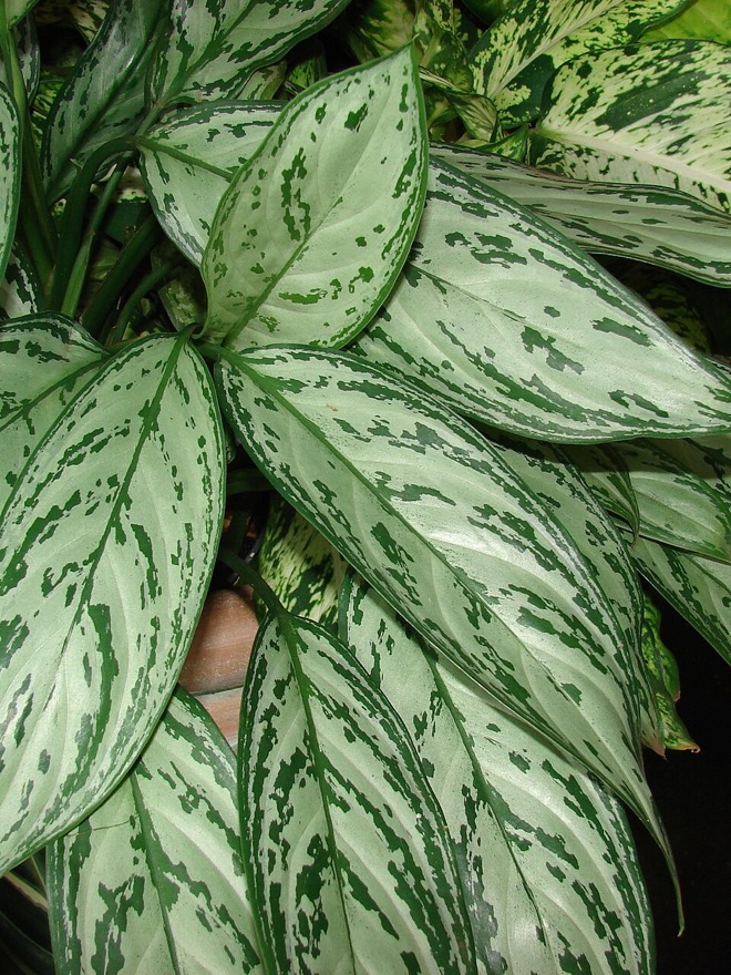Aglaonema 'silver queen'