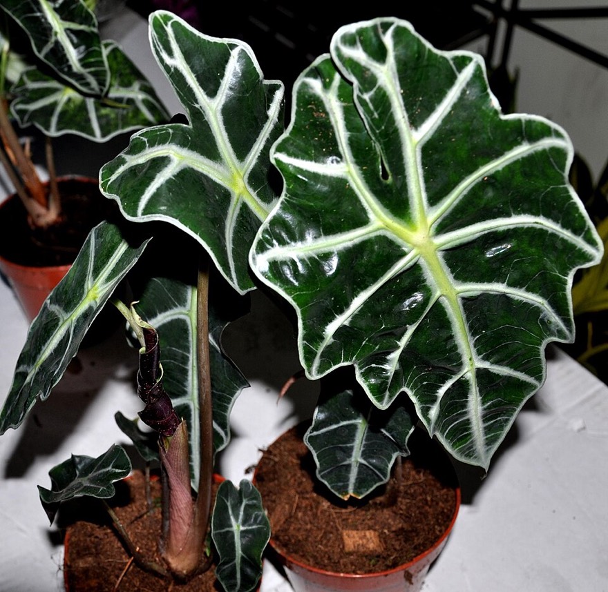 Alocasia 'polly'