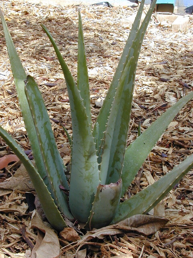 Echte Aloe