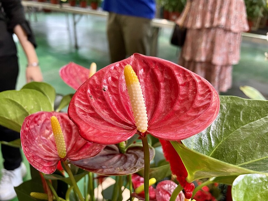 Flamingo flower