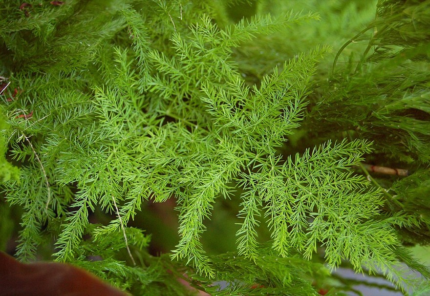 Feder-Spargel