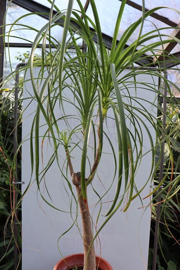 Beaucarnea recurvata