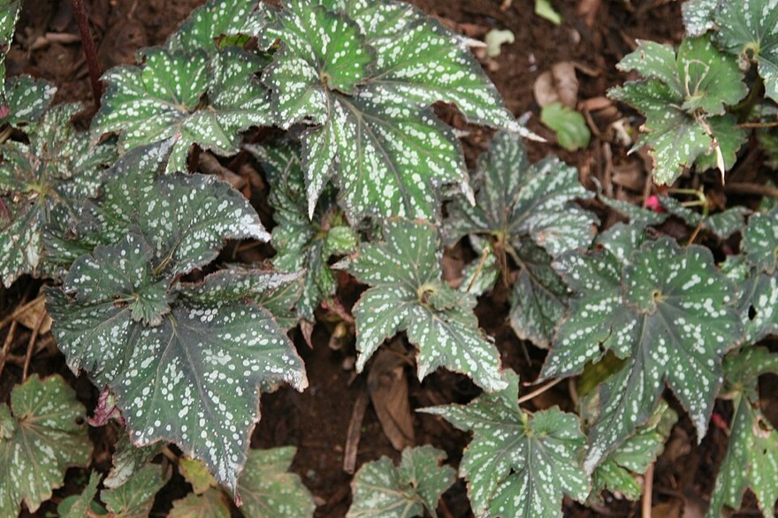 Begonia rex