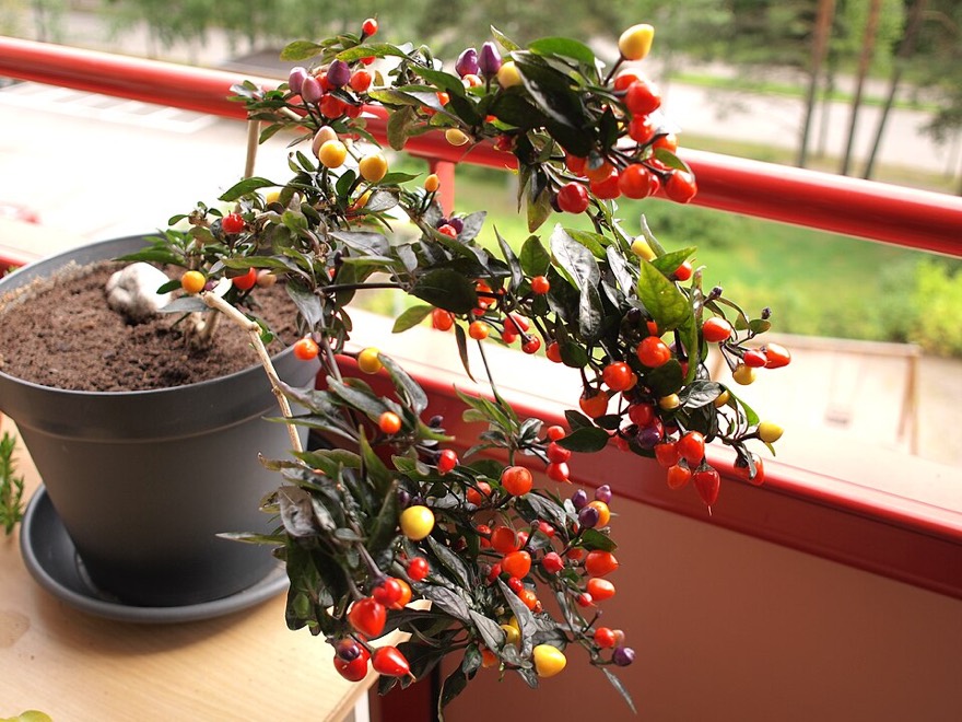 Közönséges paprika