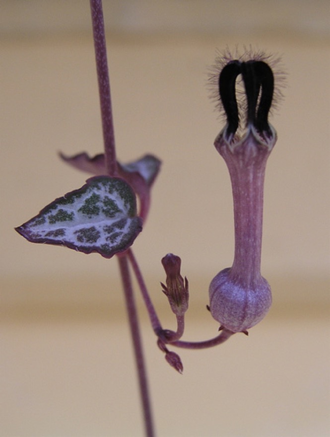 Ceropegia