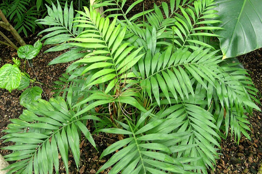 Parlor palm