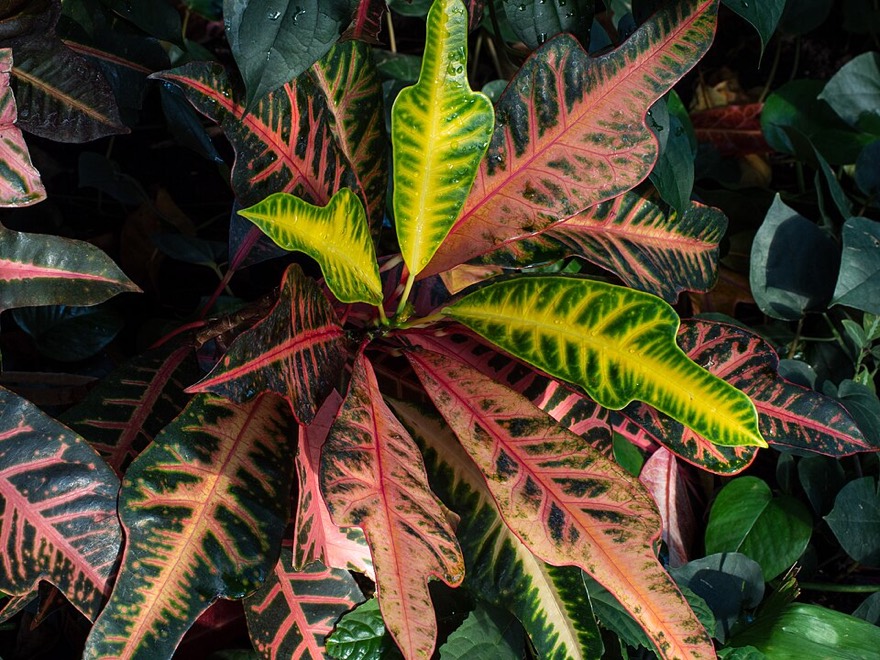 Codiaeum variegatum