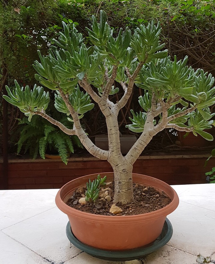 Crassula ovata