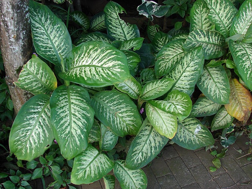 Dumbcane
