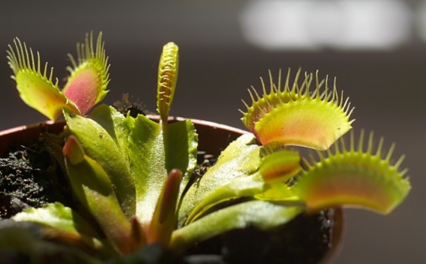 Venus flytrap