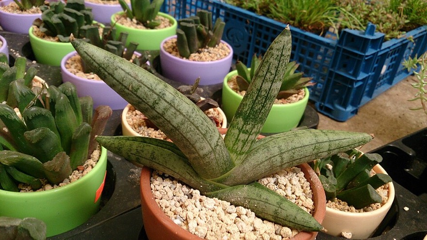 Cylindrical snake plant