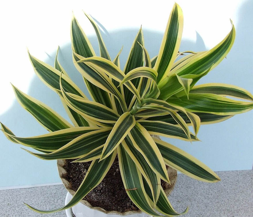 Corn plant