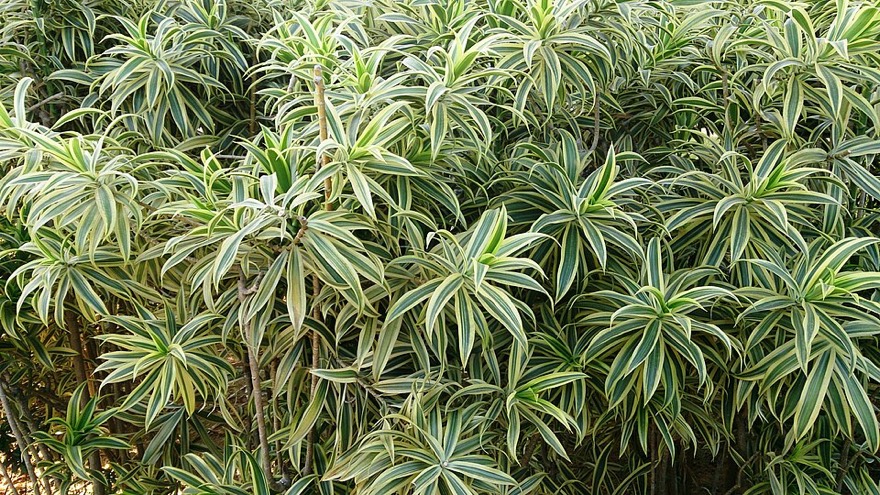 Dracaena reflexa