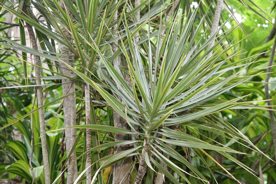 Dracaena marginata