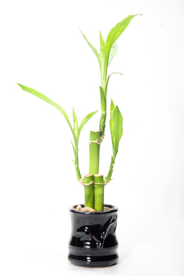Dracaena sanderiana