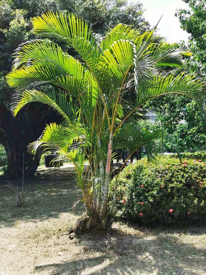 Golden cane palm
