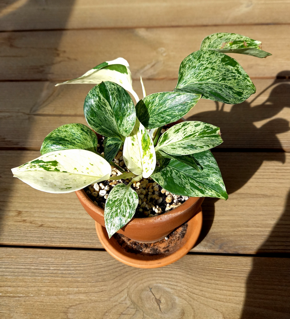 'marble queen' pothos