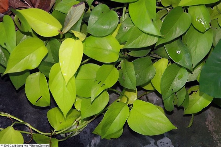 'neon' pothos