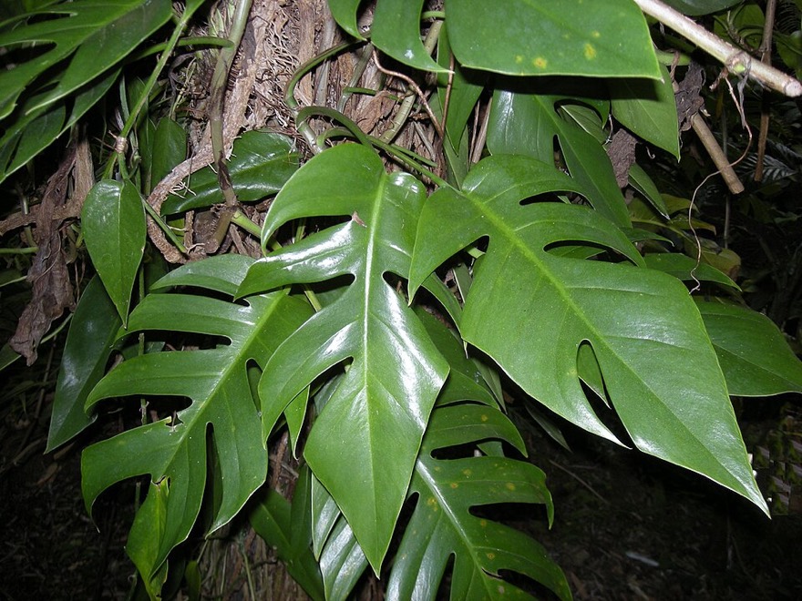 Epipremnum pinnatum