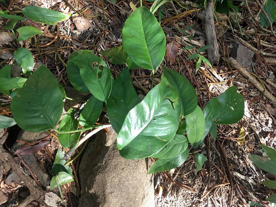 Devil's ivy 'cebu blue'