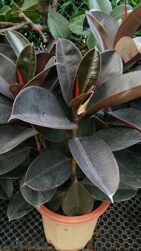 Ficus 'robusta'