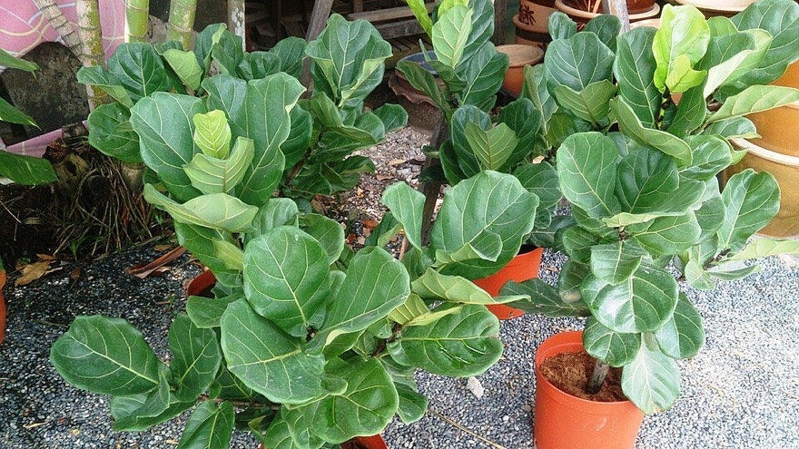 Ficus lyrata
