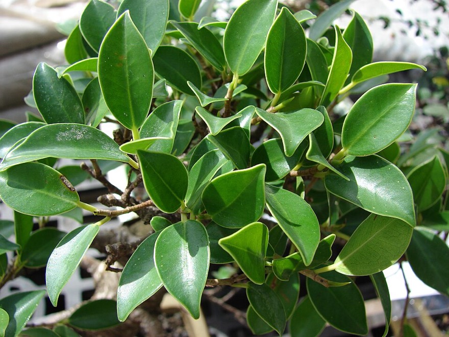 Ficus