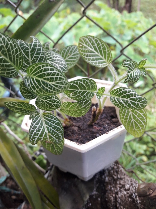 Fittonia albivenis