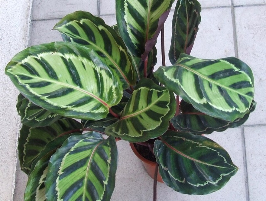 Rose-painted calathea