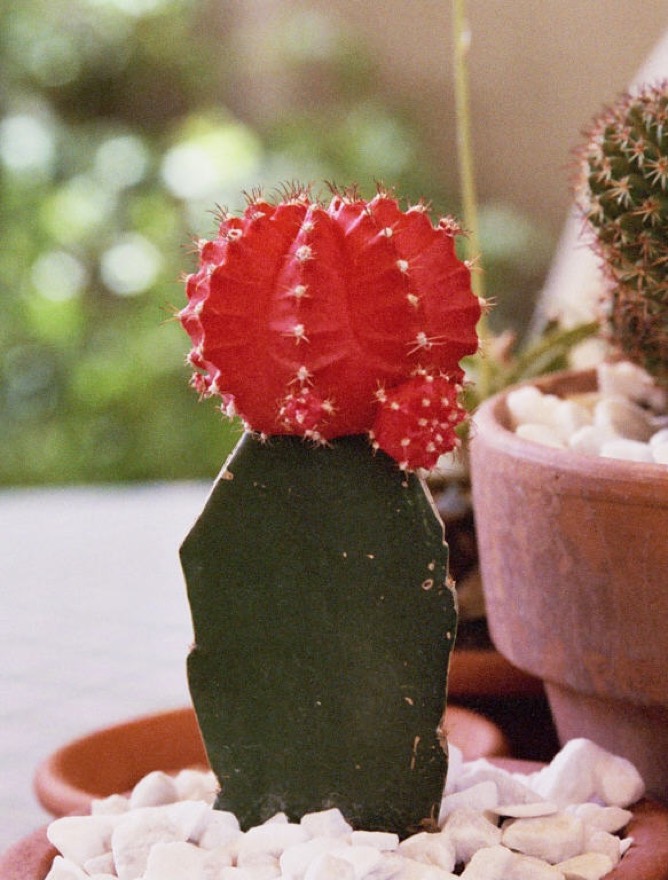 Gymnocalycium