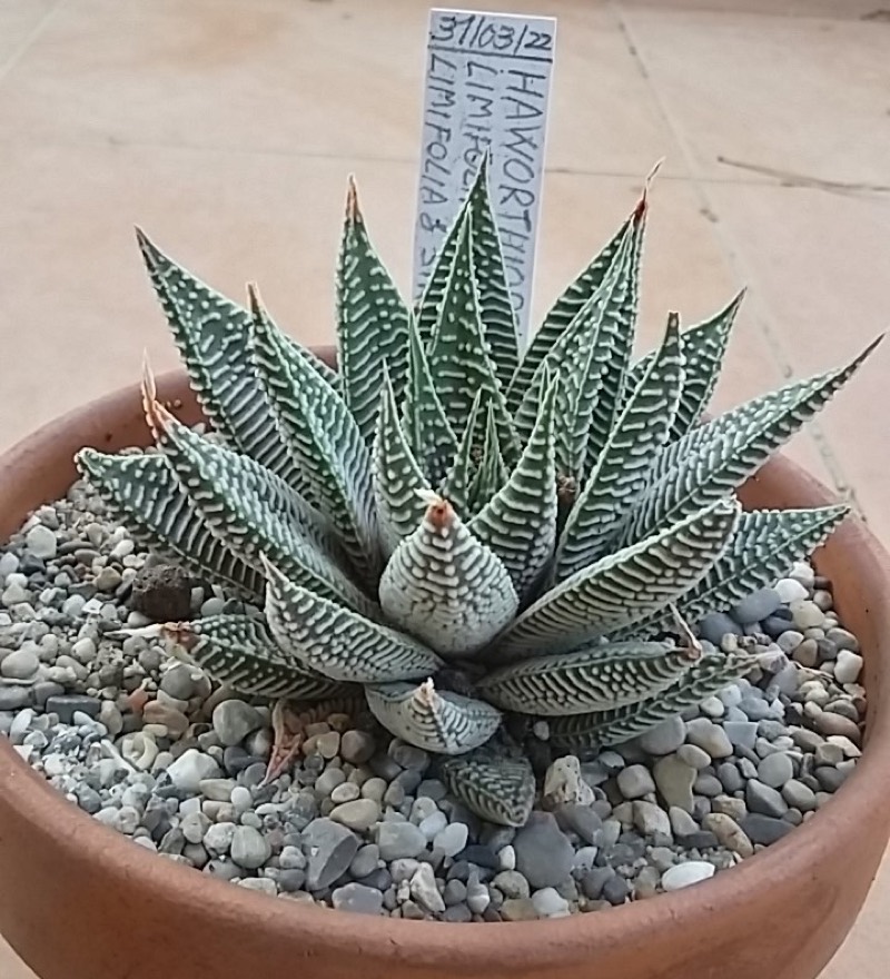 Haworthiopsis limifolia