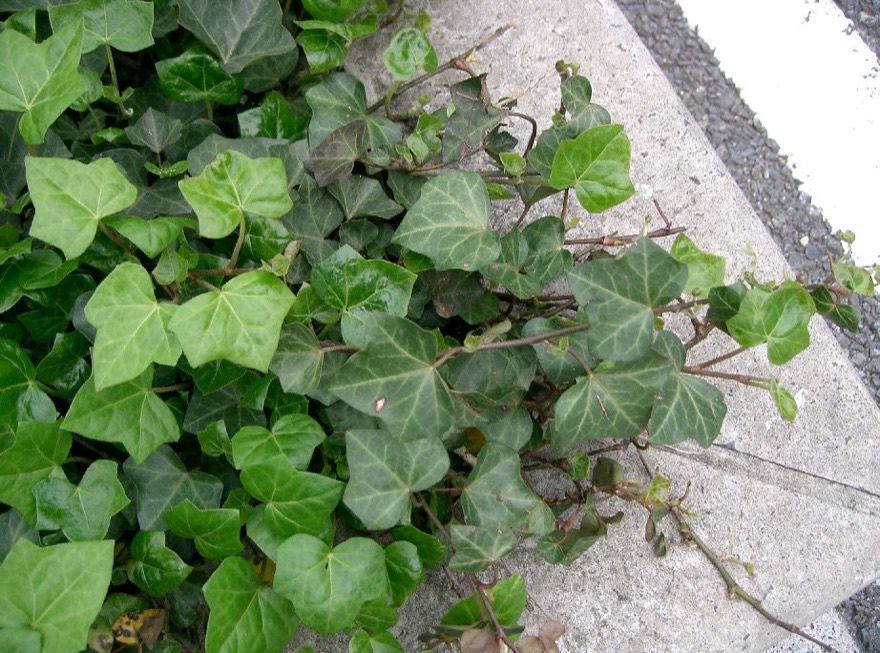 English ivy