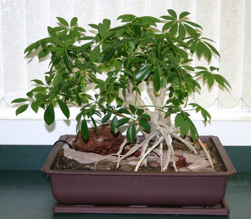 Heptapleurum arboricola