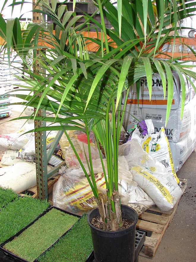 Kentia palm