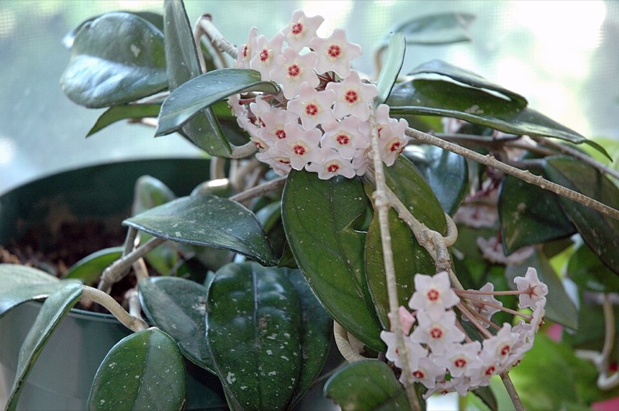 Wax plant