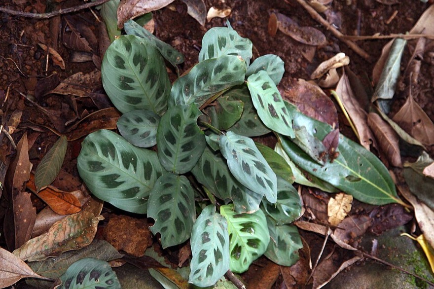 Maranta leuconeura
