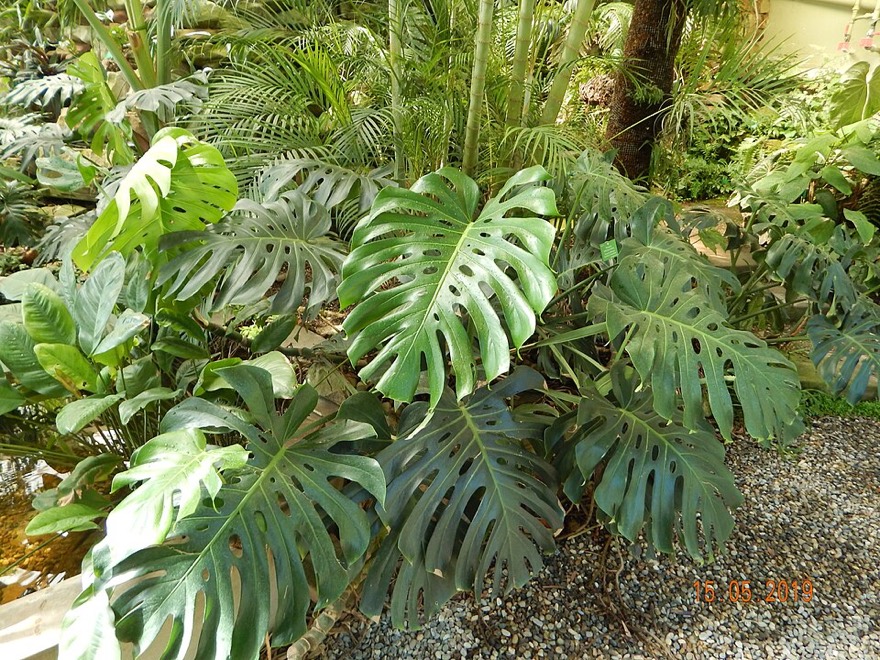 Swiss cheese plant