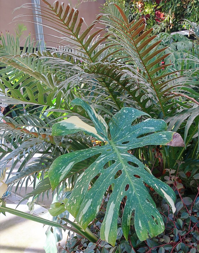 Monstera 'thai constellation'