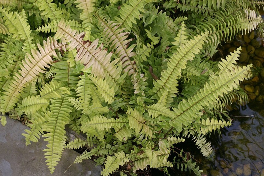 Boston fern