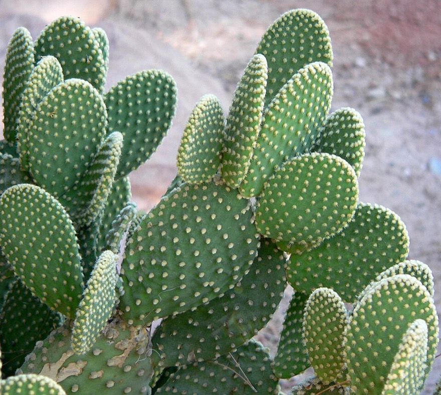 Bunny ears cactus