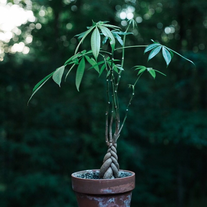Pachira aquatica