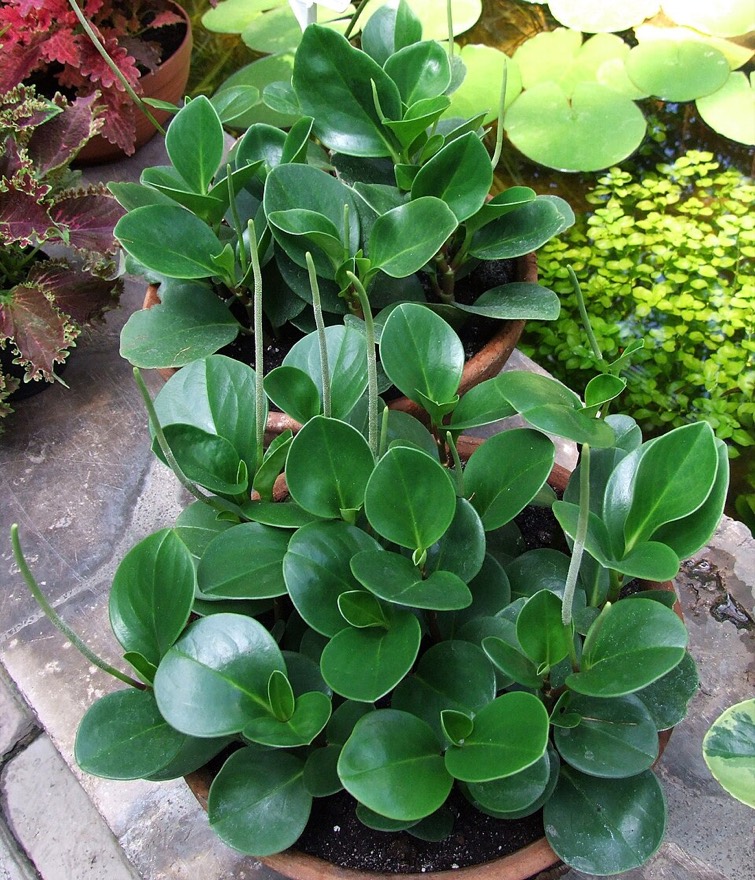 Red edge peperomia