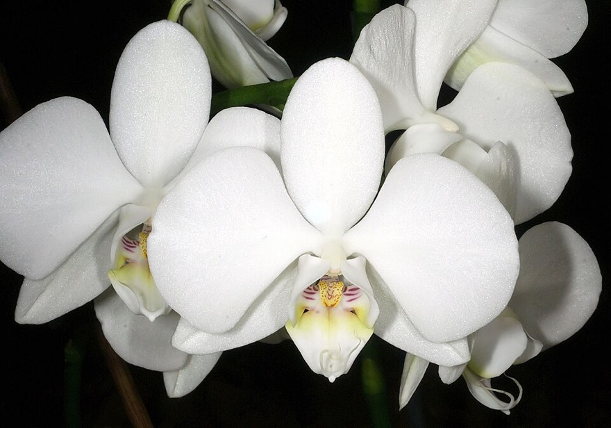 Moon orchid